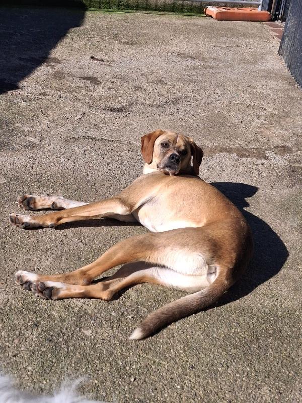 Dylan, Splendido Meticcio